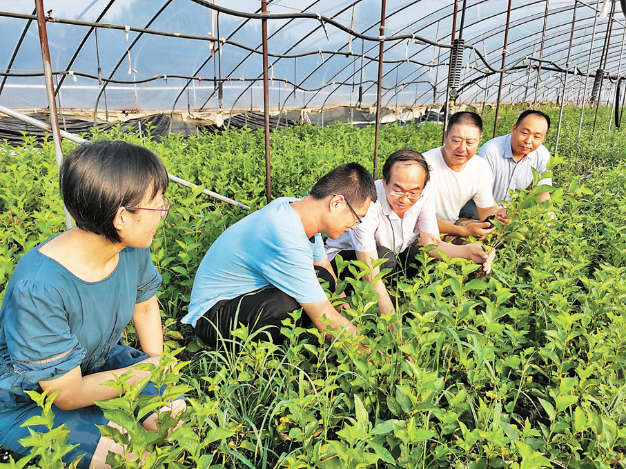 ◆劉慶忠團隊在大櫻桃苗木培育基地進行技術指導。