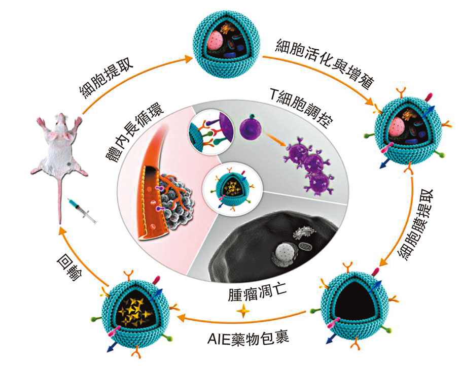 ◆研究人員通過模擬天然免疫細胞，將免疫細胞的細胞膜完整嫁接到AIE光敏劑納米聚集體表面，構建了新一代仿生AIE納米聚集體診療系統。受訪者供圖