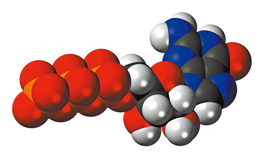 ◆ GTP會與Ras蛋白質結合，讓Ras蛋白質轉換成「活躍」的形狀。 網上圖片