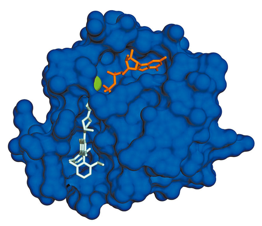 ◆ Ras蛋白質的形狀圓碌碌，不容易找出能夠有效地與它結合的藥物。 網上圖片