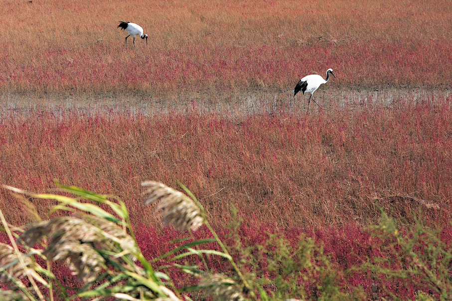 ◆丹頂鶴在遼河口國家級自然保護區覓食。