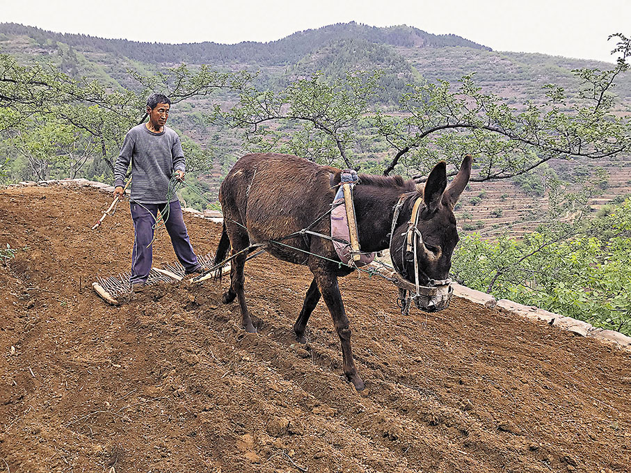 ◆ 劉愛雲夫婦返鄉再購驢耕作，並成為當地毛驢合作社社員，開展多元化經營，迎新生活。