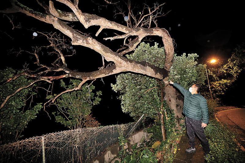 ◆關注下白泥村危樹事件的鄭偉君向香港文匯報表示，倘若枯萎腐朽的大樹倒塌，對路人及作業人員構成生命危險。香港文匯報記者  攝