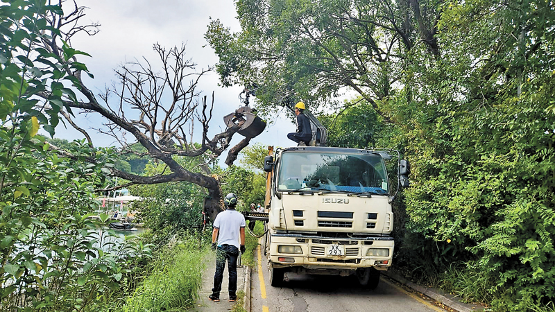 ◆修樹義工隊昨日先拆除下白泥村有即時倒塌危機的橫椏樹幹。受訪者供圖