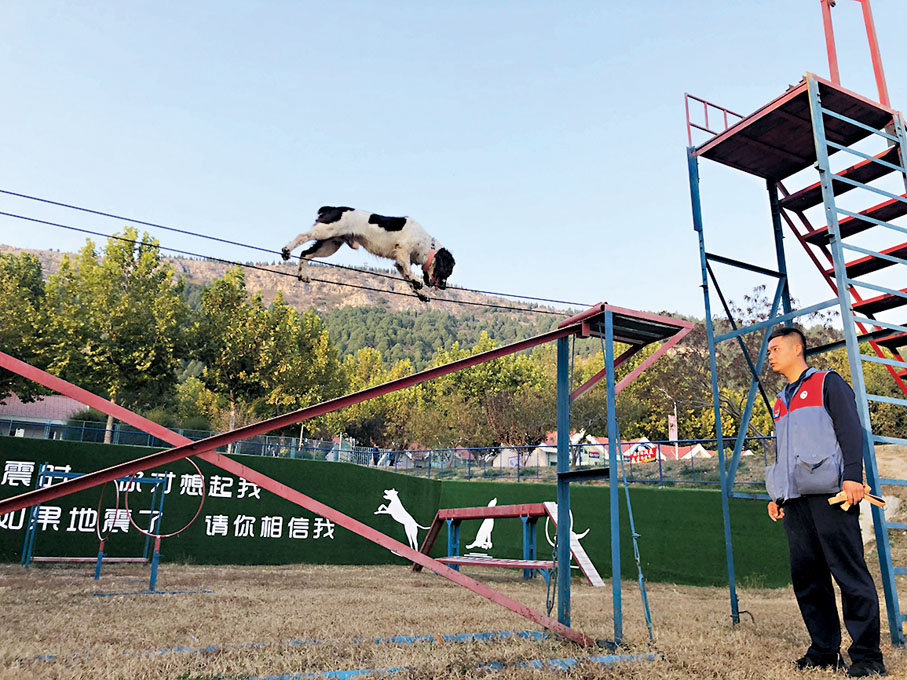 ◆訓導員薛廣萌的搜救犬「米奇」展示絕活「走鋼絲」。