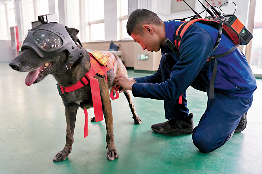 ◆訓導員張皓然為搜救犬「九五」穿戴設備。