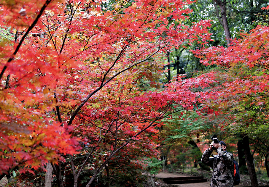 ◆市民在雲南昆明黑龍潭公園楓葉區賞景拍照。