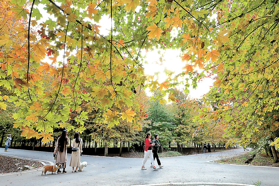 ◆遊客在青島市西海岸新區張家樓街道張家樓村楓樹林賞景遊玩。