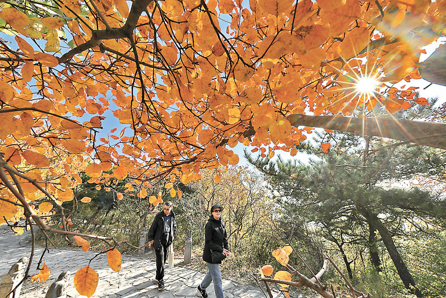 ◆遊人在北京香山公園觀賞紅葉。