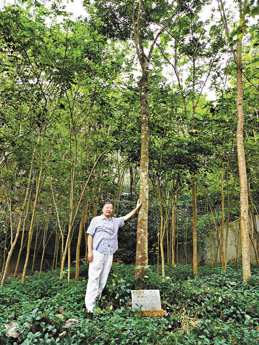 ◆二零零八年十二月，作者在大佛寺栽種了沉香木。 作者供圖