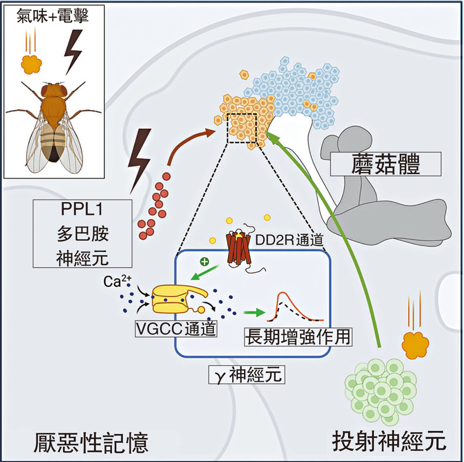 ◆發現這種能驅動記憶形成的嶄新神經結構，或有助更深入了解腦疾如何損害記憶。圖為有關研究的分子機理。《當代生物學》圖片