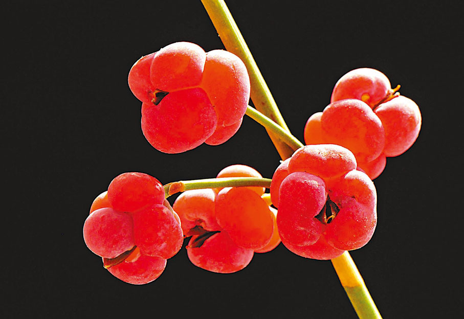 草麻黃膜質苞片