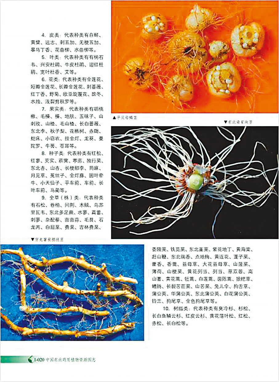 ◆《中國東北藥用植物資源圖志》內頁配彩圖13,818幅，均為周繇拍攝。 受訪者供圖