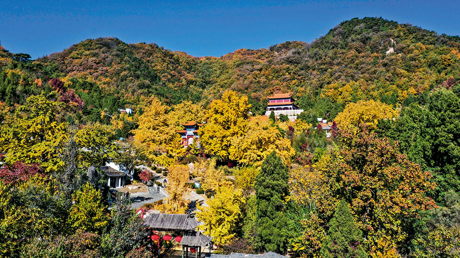 ◆侯家寨鄉禪林寺古銀杏樹風景區秋景