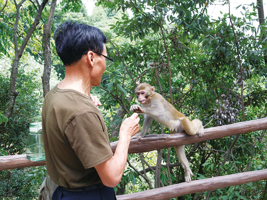 ◆在黃石寨景區，猴子在與遊客嬉戲。姚進 攝