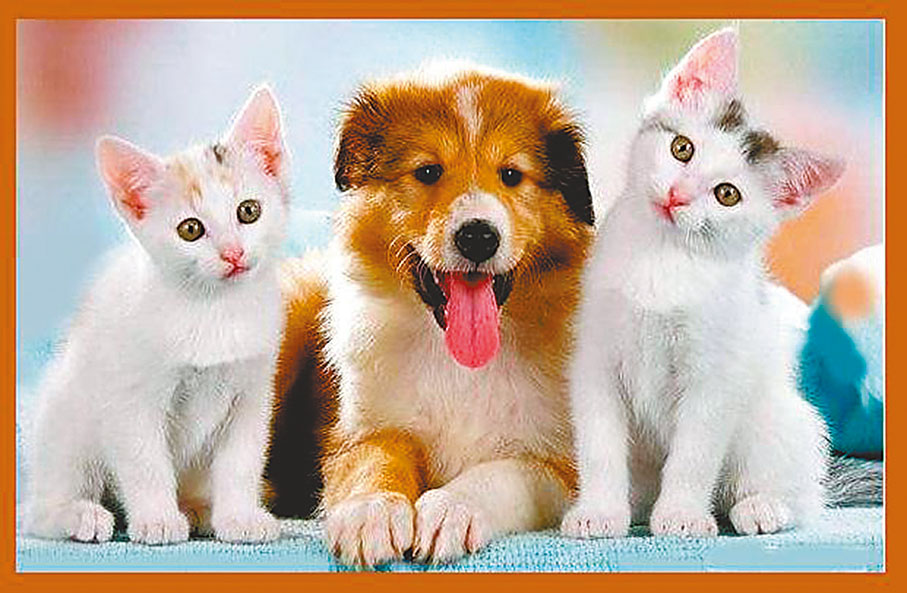 ◆本來是死對頭，好食好住變朋友。 作者供圖