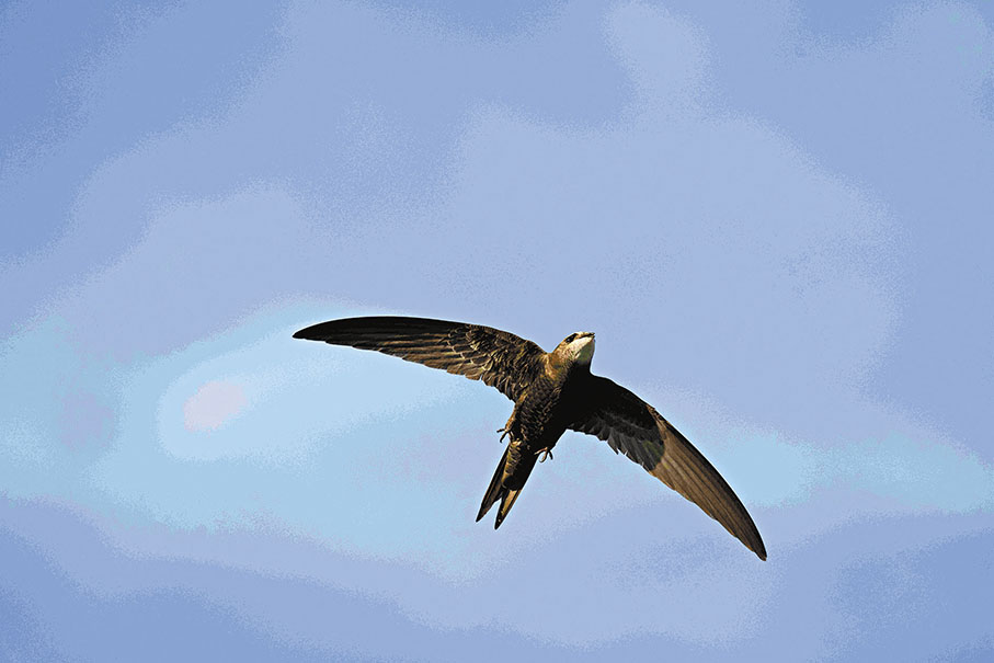 通訊員毛蟲楊 攝