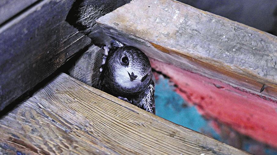 ◆ 雨燕被稱為「大眼萌」。  通訊員毛蟲楊 攝