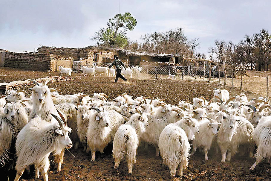 ◆中國內蒙古珍貴的羊絨——生長在山羊外表皮層的細絨。 作者供圖