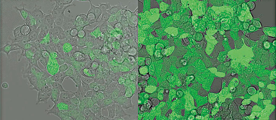 ◆優化的mRNA尾鏈序列(右)在進入細胞後48小時仍可製造蛋白質(螢光綠色)，相較尾部未經優化的mRNA，當時已幾乎停止生產蛋白質。 科大圖片