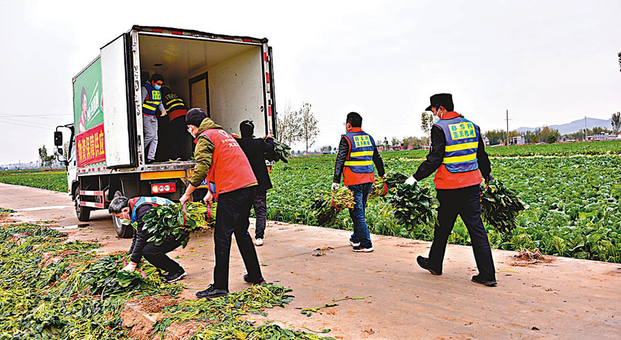 ◆河南汝州紙坊鎮開展「愛心菜雙周行動」，組織志願者幫助菜農進行搶收。 網上圖片
