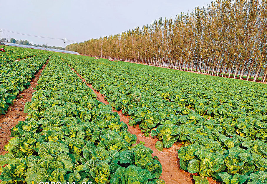 ◆山東夏津菜農王芳地裏待收的白菜。 受訪者供圖