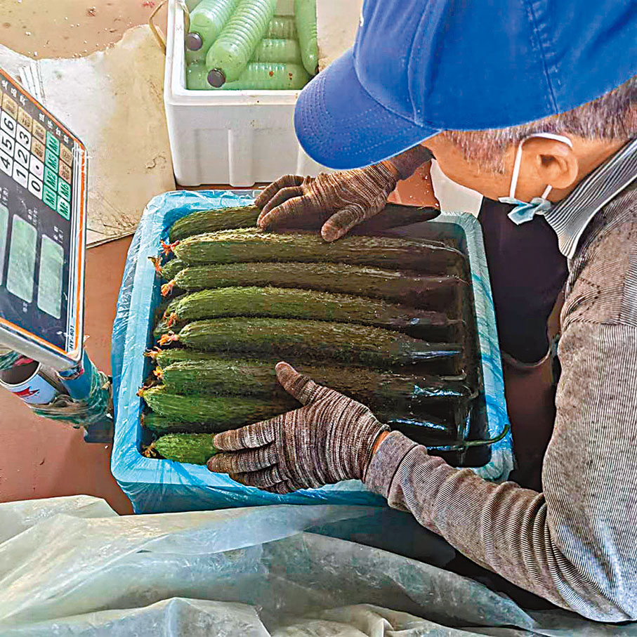 ◆山東聊城莘縣莘農之家合作社聯合社的工人分裝蔬菜。「我現在發愁從哪個路口上高速。」負責人張新龍說。 受訪者供圖