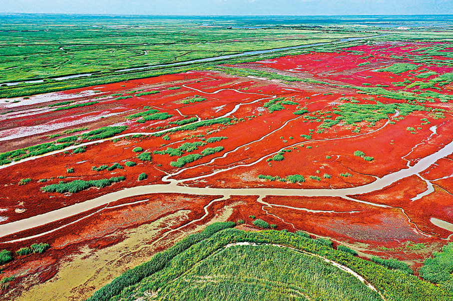 ◆遼河入海口旁特有的紅海灘