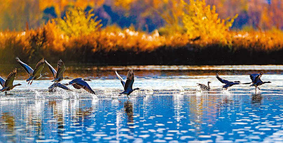 ◆拉魯濕地國家級自然保護區內動物種類以水生類為主