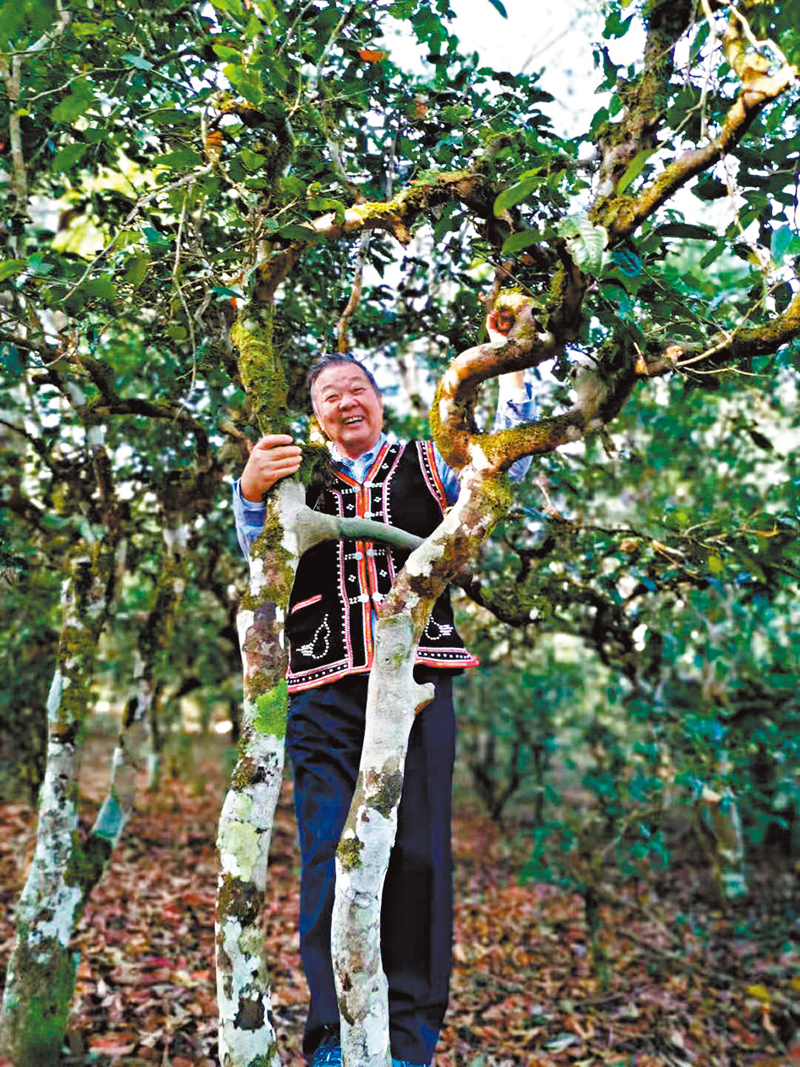 ◆西雙版納茶文化使作者印象深刻。作者供圖