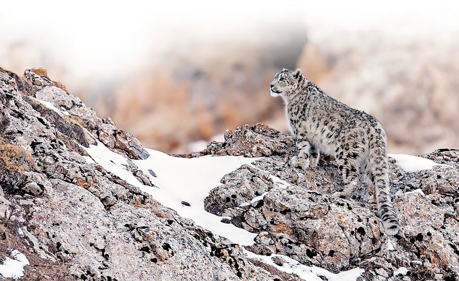◆雪豹被稱為「雪山之王」。香港文匯報特約通訊員鮑永清  攝