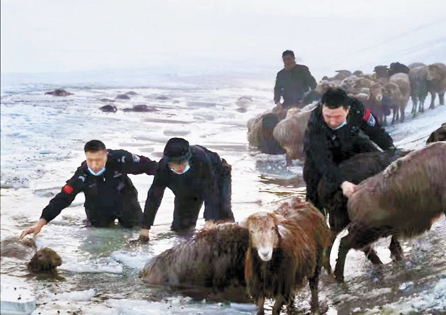 ◆寒潮來襲，新疆牧民開始轉場，當地警方亦加入協助。 香港文匯報新疆傳真