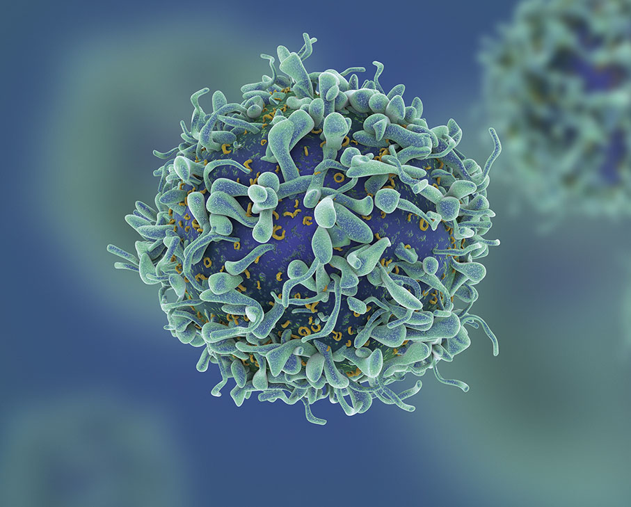 ◆ T細胞是免疫系統中重要的一部分。 網上圖片