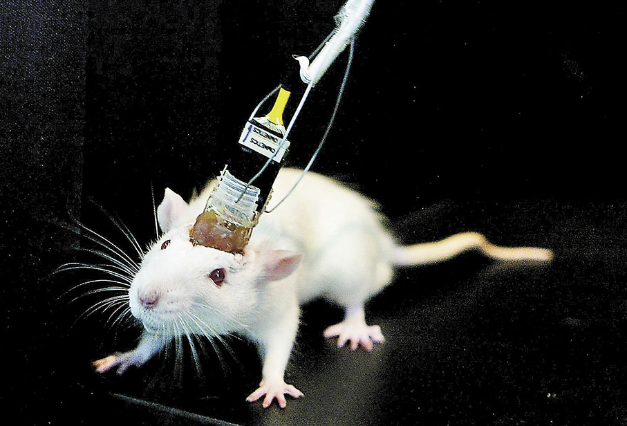 ◆ 科學家經常在老鼠身上進行醫學試驗。 資料圖片