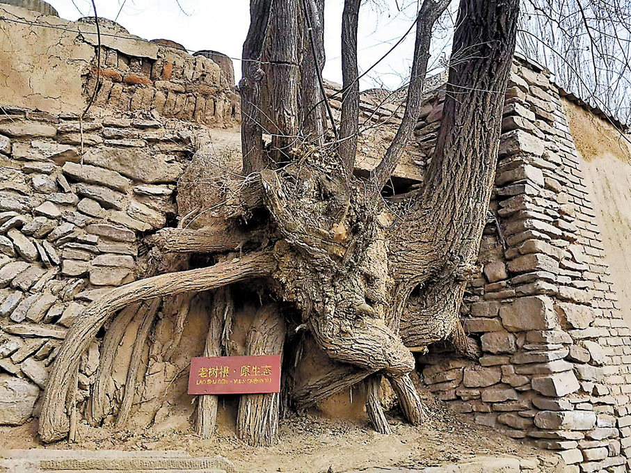 ◆須彌山原生態——老樹根