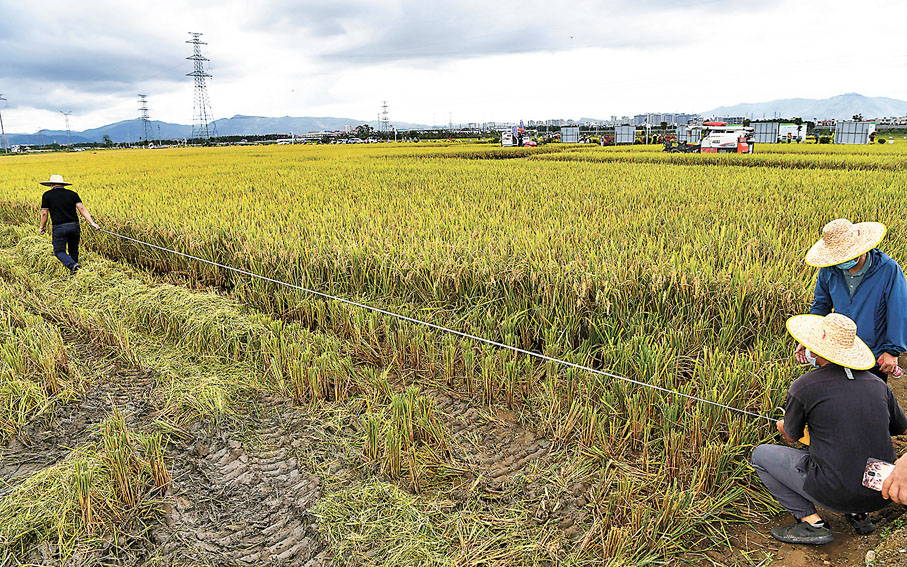 ◆雜交水稻製種在農業生產上仍然是人力成本高昂的技術。圖為海南雜交水稻攻關示範項目。資料圖片