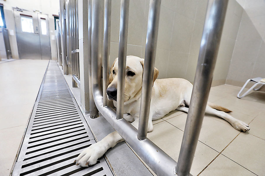 ◆校內設有具獨立空間的犬舍。香港文匯報記者郭木又  攝