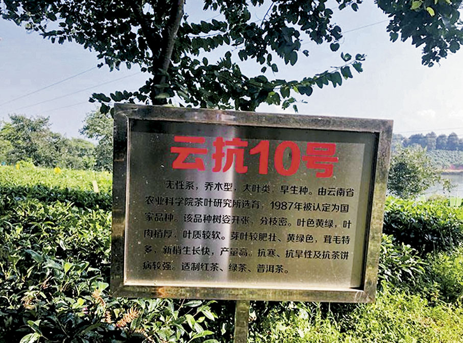 ◆「雲抗10號」是國家級良種。 作者供圖