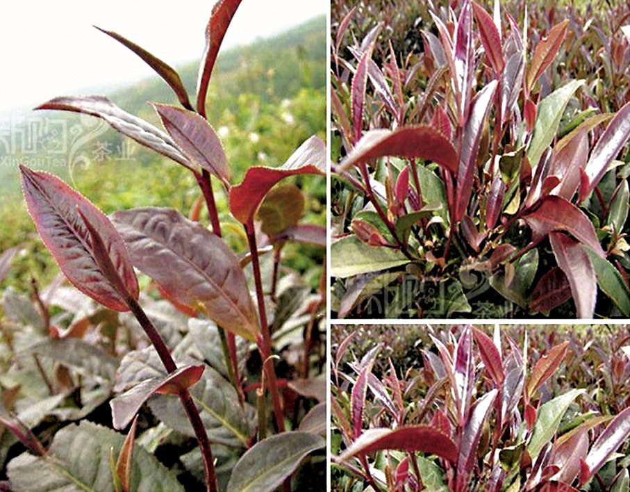 ◆紫鵑茶是茶研所培育的雲南大葉種普洱茶家族裏的一個變異品種。 作者供圖