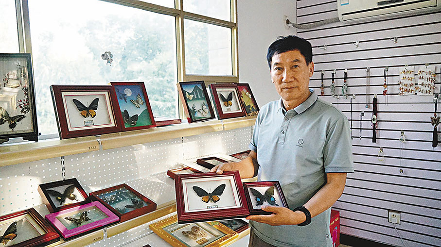 ◆ 趙燦繁養殖蝴蝶已逾20年。