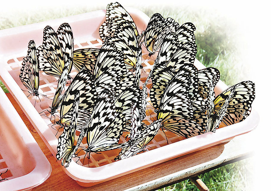 ◆ 色彩斑斕的蝴蝶頗具觀賞價值。