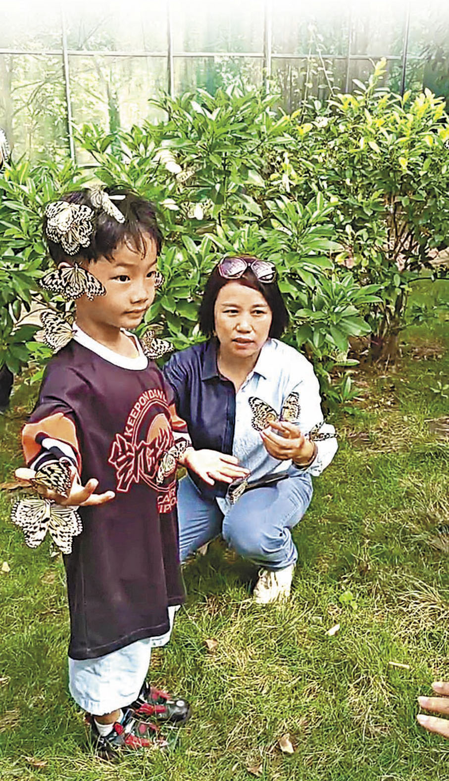 ◆ 經多年馴化，趙燦繁養殖的蝴蝶與人很親近。