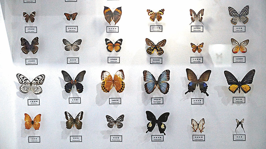 ◆ 蝴蝶屏風，賞心悅目。