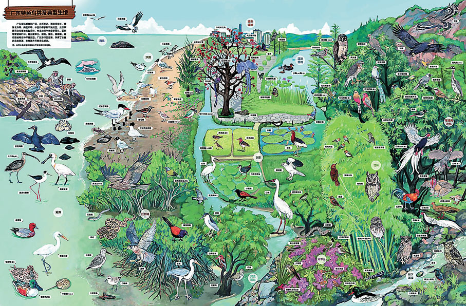 ◆ 《廣東省觀鳥手繪地圖》反面：廣東特色鳥類及典型生境。    香港文匯報廣州傳真