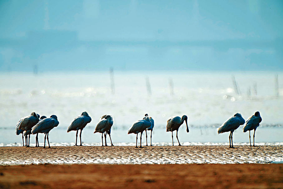 ◆每年遷飛停歇在閩江河口濕地的水鳥超過5萬隻。閩江河口濕地管委會供圖