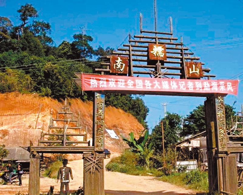 ◆南糯山是西雙版納最熱門的古茶山。 作者供圖