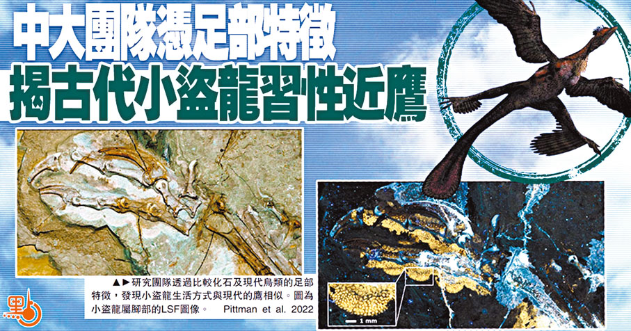 ◆中大及國際古生物學家組成的研究團隊通過比較化石及現代鳥類的足部特徵，發現小盜龍的生活方式與現代的鷹相似。 
