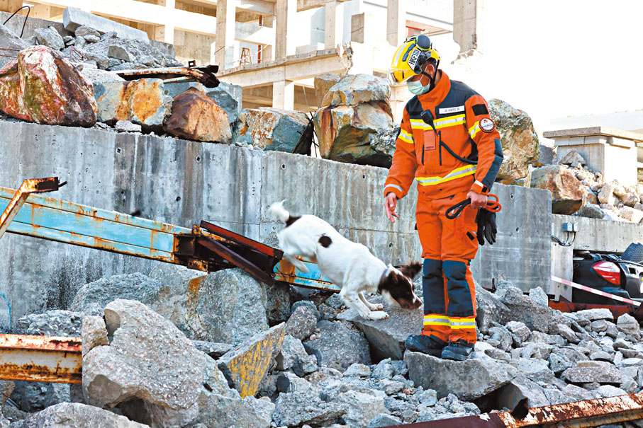 ◆搜救犬在災場到處搜索，當嗅到人類氣味會即時吠叫。香港文匯報記者劉友光  攝