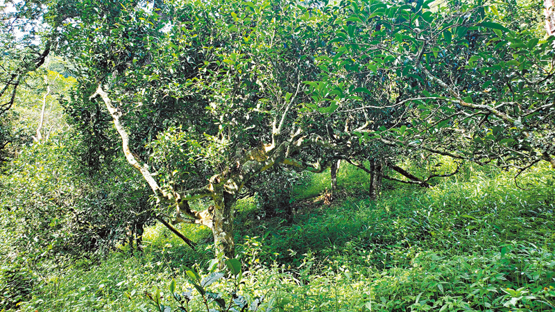 ◆半坡老寨古茶園。 作者供圖