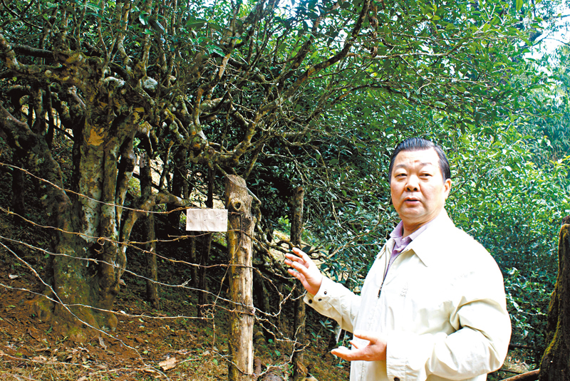 ◆作者觀賞新茶王樹。 作者供圖